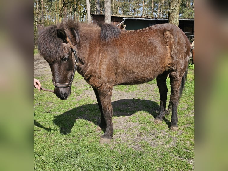 Icelandic Horse Mare 24 years 13,2 hh Black in Burgwedel