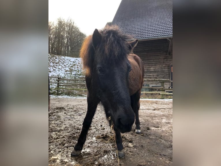 Icelandic Horse Mare 24 years 13 hh Black in Maselheim