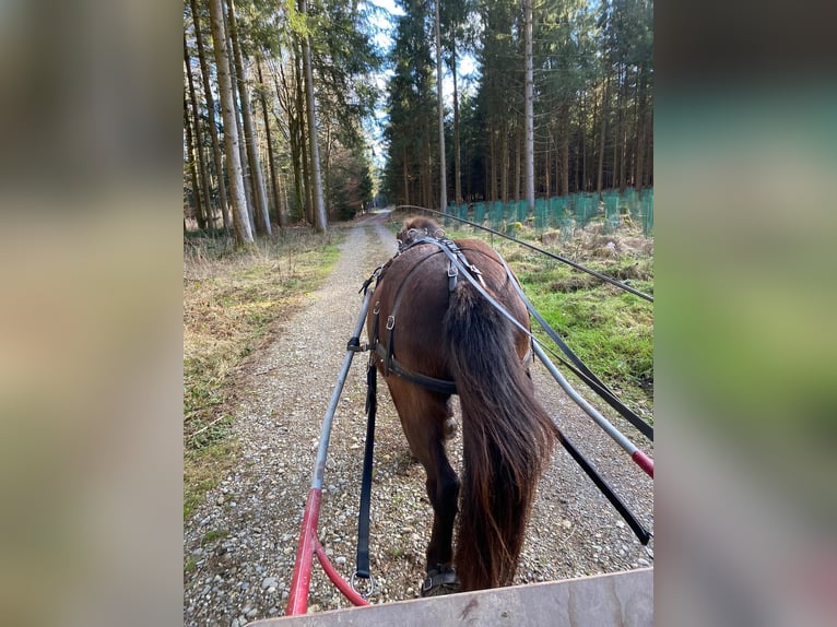 Icelandic Horse Mare 24 years 13 hh Black in Maselheim