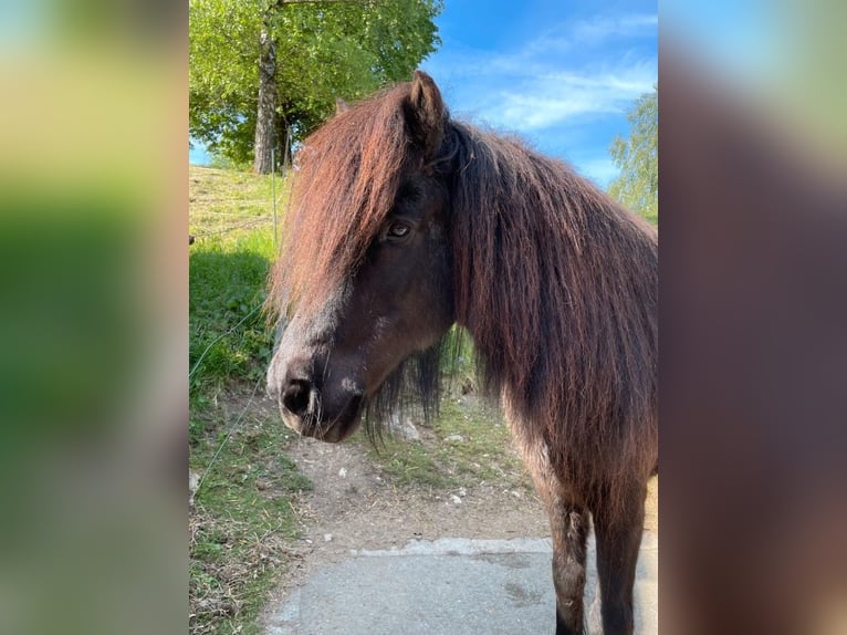Icelandic Horse Mare 24 years Black in Deining