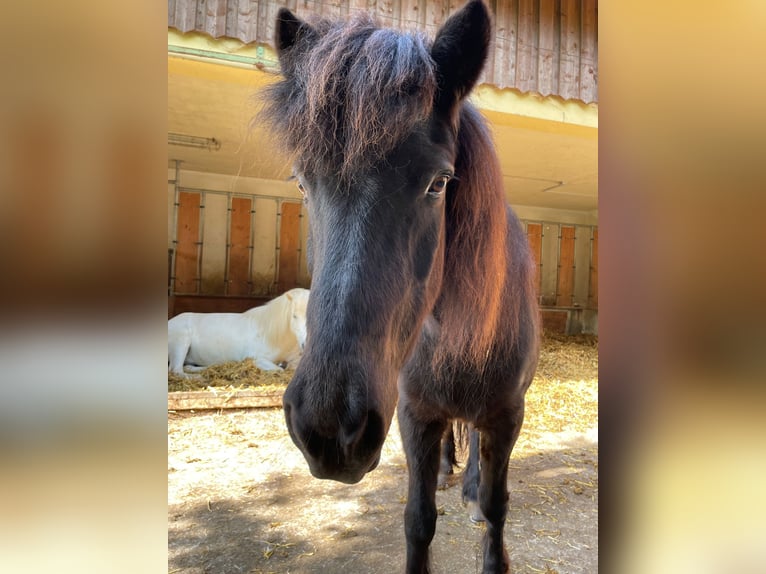 Icelandic Horse Mare 24 years Black in Deining