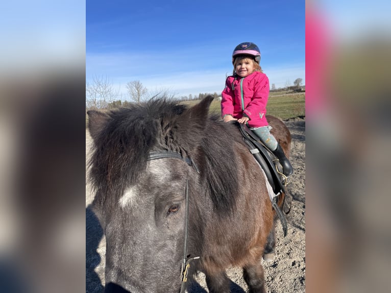 Icelandic Horse Mare 26 years 14 hh Black in Buchloe