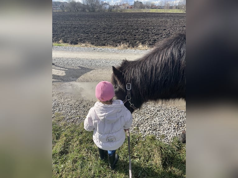 Icelandic Horse Mare 26 years 14 hh Black in Buchloe