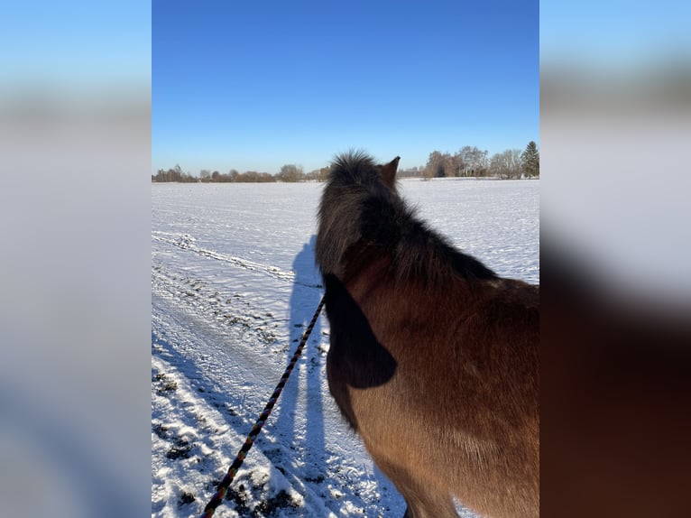 Icelandic Horse Mare 26 years 14 hh Black in Buchloe