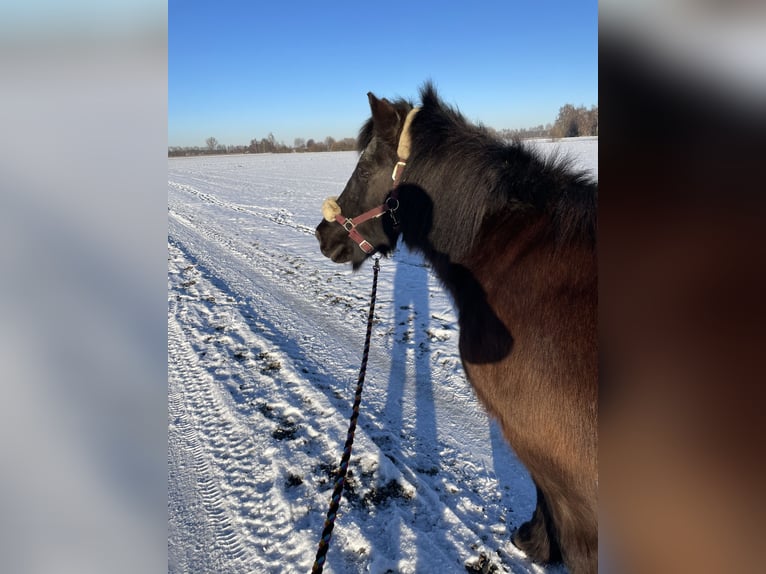 Icelandic Horse Mare 26 years 14 hh Black in Buchloe