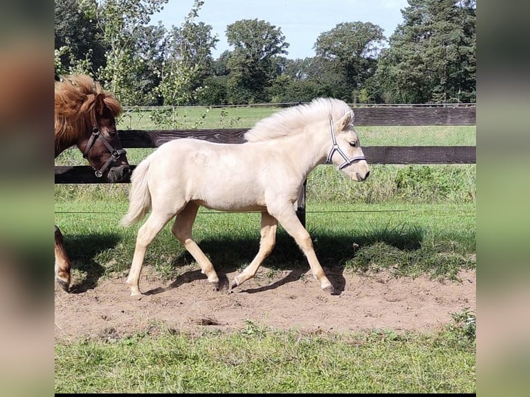 Icelandic Horse Mare 2 years 12,2 hh Palomino in NetphenNetphen