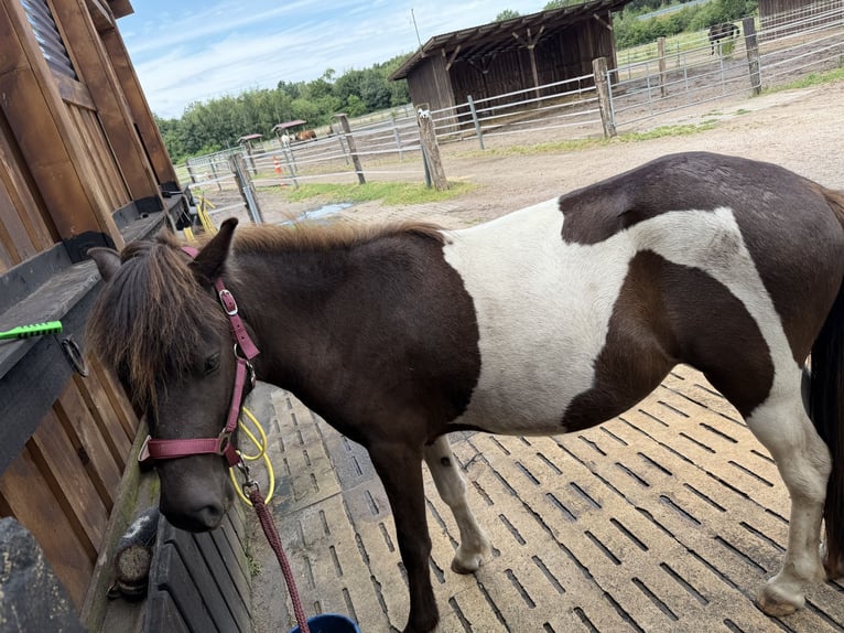 Icelandic Horse Mare 2 years 12.2 hh Pinto in Nienhagen