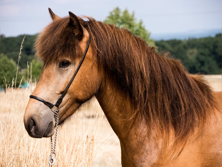 Icelandic Horse Mare 2 years 13.1 hh Pinto in Ober-Mörlen