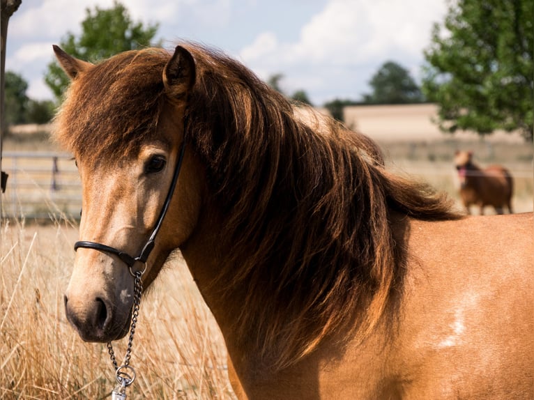 Icelandic Horse Mare 2 years 13.1 hh Pinto in Ober-Mörlen