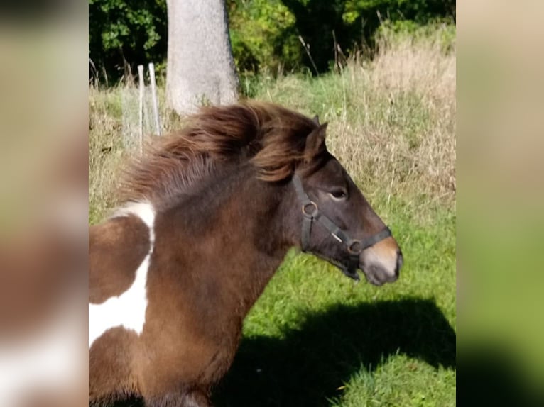 Icelandic Horse Mare 2 years 13.1 hh Pinto in Wang