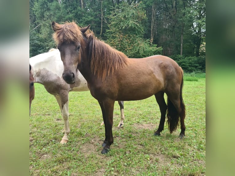 Icelandic Horse Mare 2 years 13,2 hh Black in Aichtal