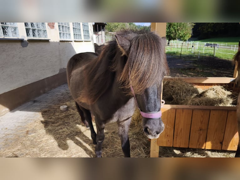 Icelandic Horse Mare 2 years 13.2 hh Black in Weilmünster