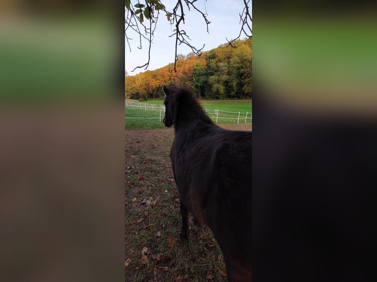 Icelandic Horse Mare 2 years 13.2 hh Black in Weilmünster