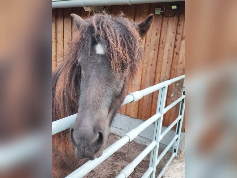 Icelandic Horse Mare 2 years 13.2 hh Black in Heeslingen