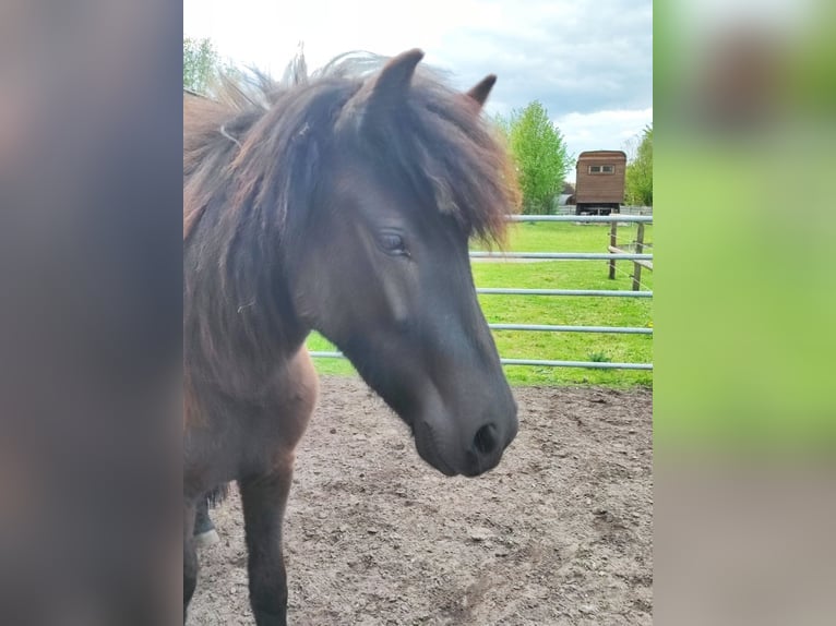 Icelandic Horse Mare 2 years 13.2 hh Black in Heeslingen