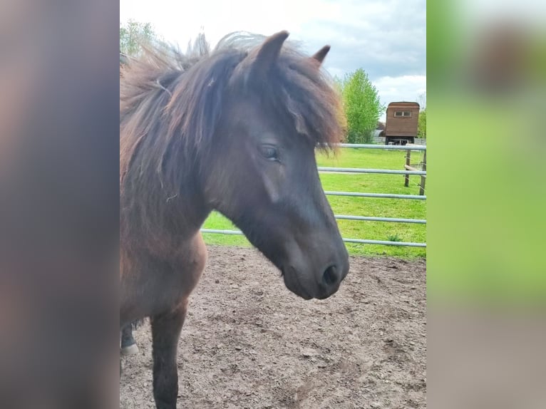 Icelandic Horse Mare 2 years 13.2 hh Black in Heeslingen
