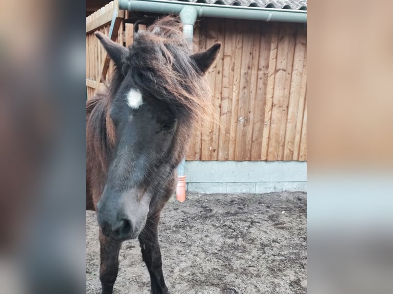 Icelandic Horse Mare 2 years 13.2 hh Black in Heeslingen