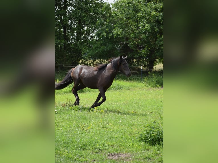 Icelandic Horse Mare 2 years 13,2 hh Black in Bunk