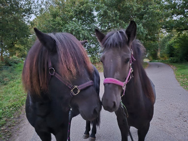 Icelandic Horse Mare 2 years 13,2 hh Black in Bunk