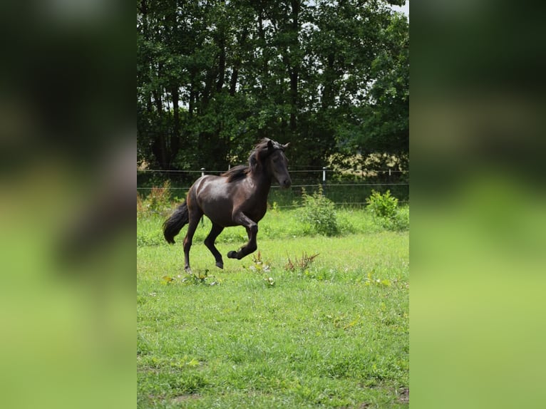 Icelandic Horse Mare 2 years 13,2 hh Black in Bunk