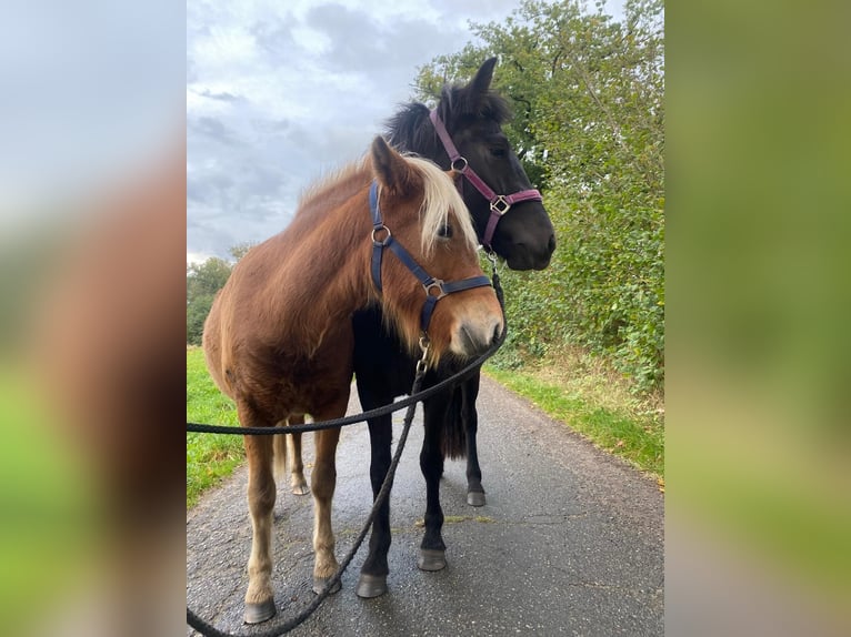 Icelandic Horse Mare 2 years 13,2 hh Black in Bunk