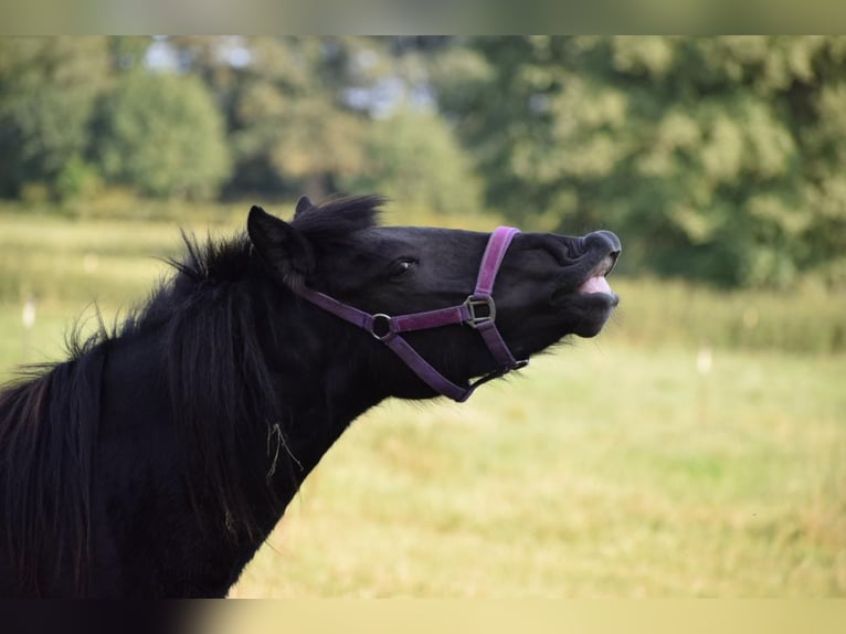 Icelandic Horse Mare 2 years 13,2 hh Black in Bunk