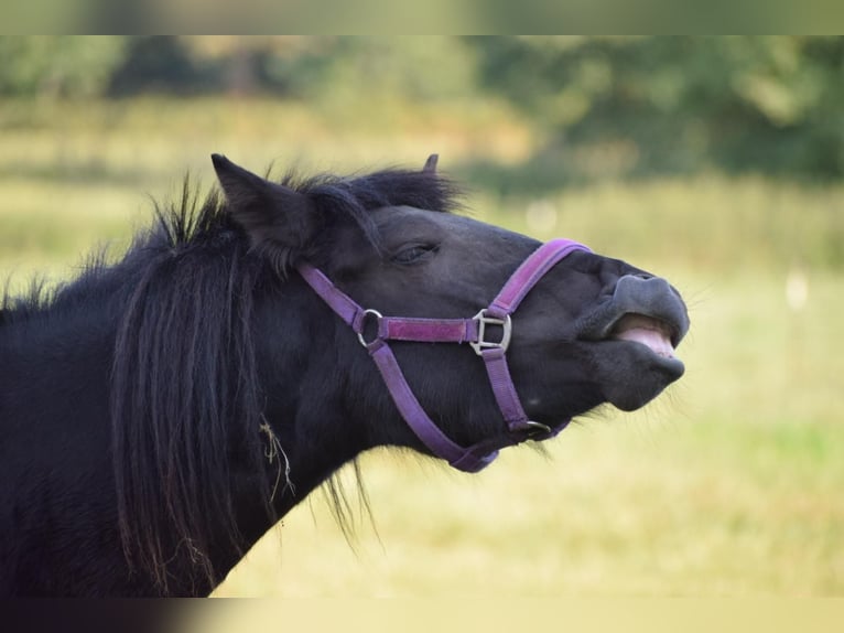 Icelandic Horse Mare 2 years 13,2 hh Black in Bunk