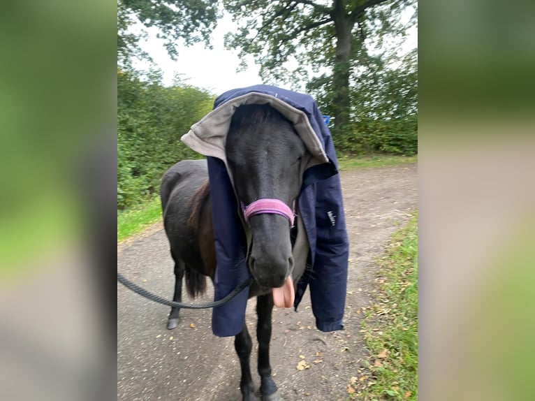 Icelandic Horse Mare 2 years 13,2 hh Black in Bunk