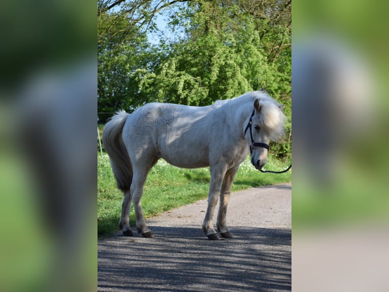 Icelandic Horse Mare 2 years 13,2 hh in Blunk