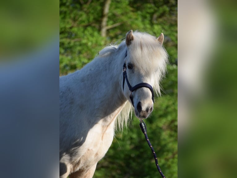 Icelandic Horse Mare 2 years 13,2 hh in Blunk