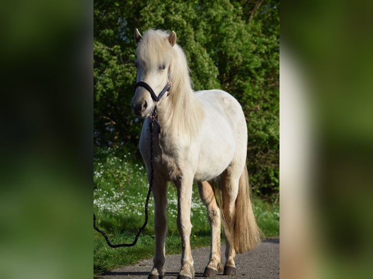 Icelandic Horse Mare 2 years 13,2 hh in Blunk