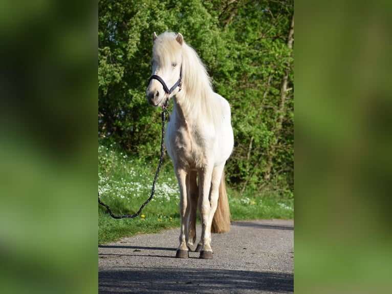 Icelandic Horse Mare 2 years 13,2 hh in Blunk