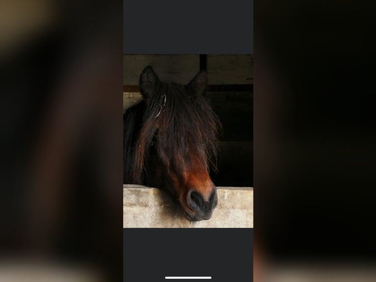 Icelandic Horse Mare 2 years 13,2 hh Brown in Netphen