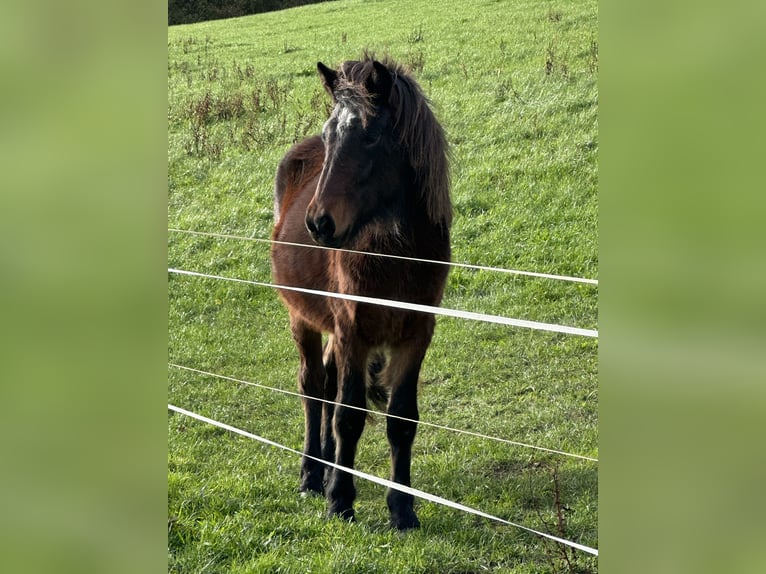 Icelandic Horse Mare 2 years 13,2 hh Brown in Netphen