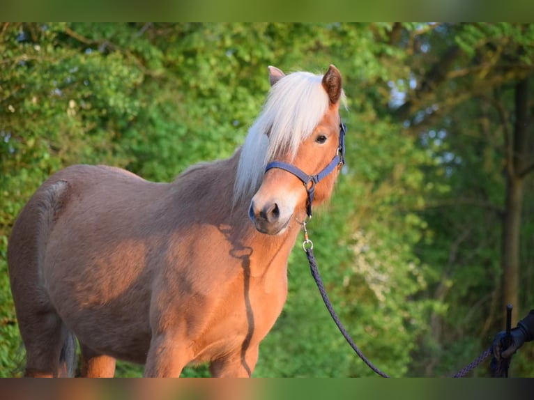 Icelandic Horse Mare 2 years 13,2 hh Chestnut-Red in Blunk