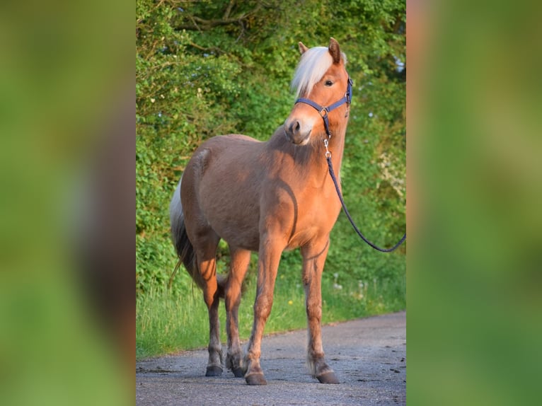 Icelandic Horse Mare 2 years 13,2 hh Chestnut-Red in Blunk