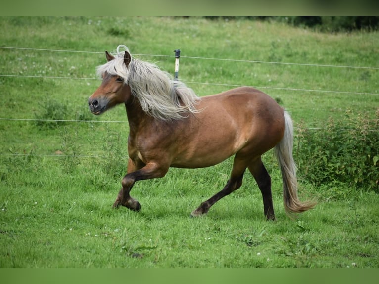 Icelandic Horse Mare 2 years 13,2 hh Chestnut-Red in Blunk