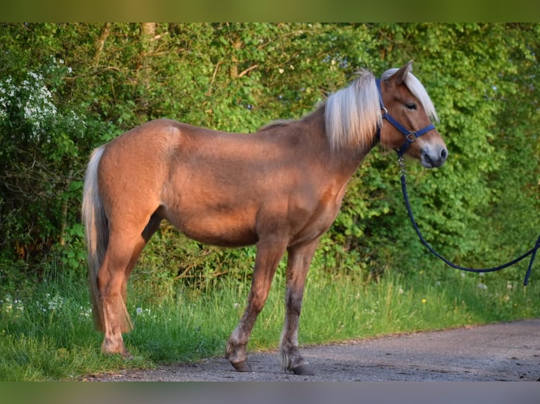 Icelandic Horse Mare 2 years 13,2 hh Chestnut-Red in Blunk