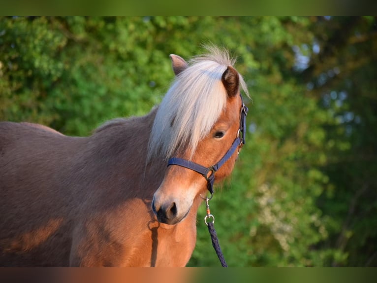 Icelandic Horse Mare 2 years 13,2 hh Chestnut-Red in Blunk