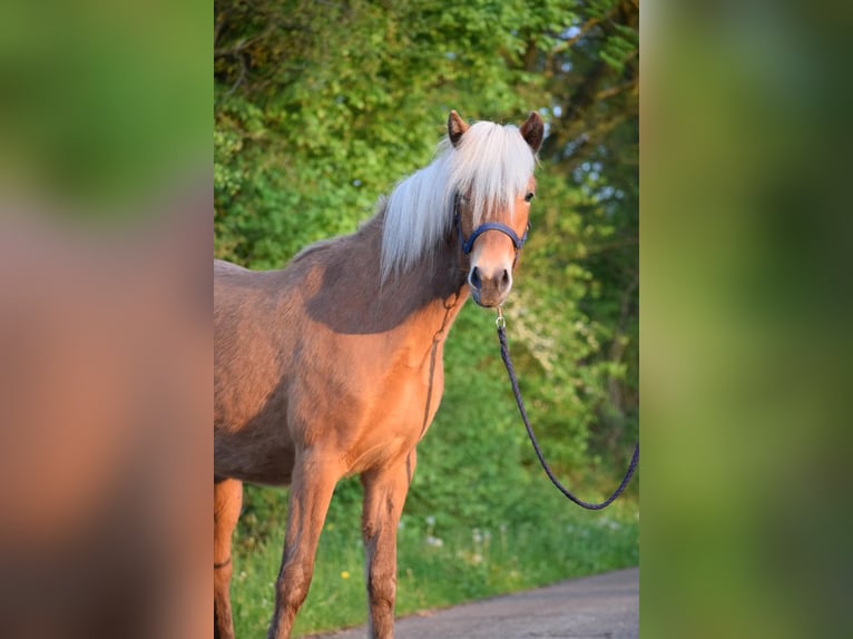 Icelandic Horse Mare 2 years 13,2 hh Chestnut-Red in Blunk