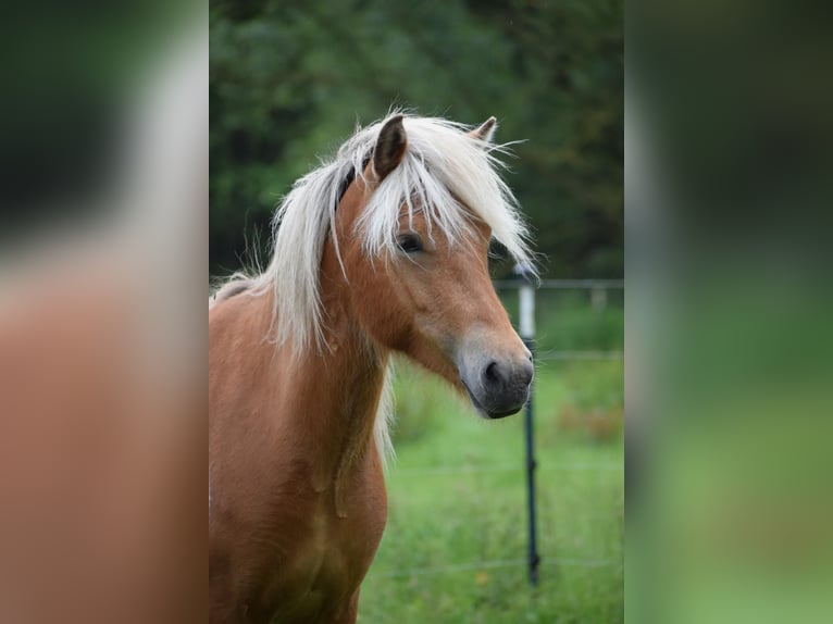 Icelandic Horse Mare 2 years 13,2 hh Chestnut-Red in Blunk