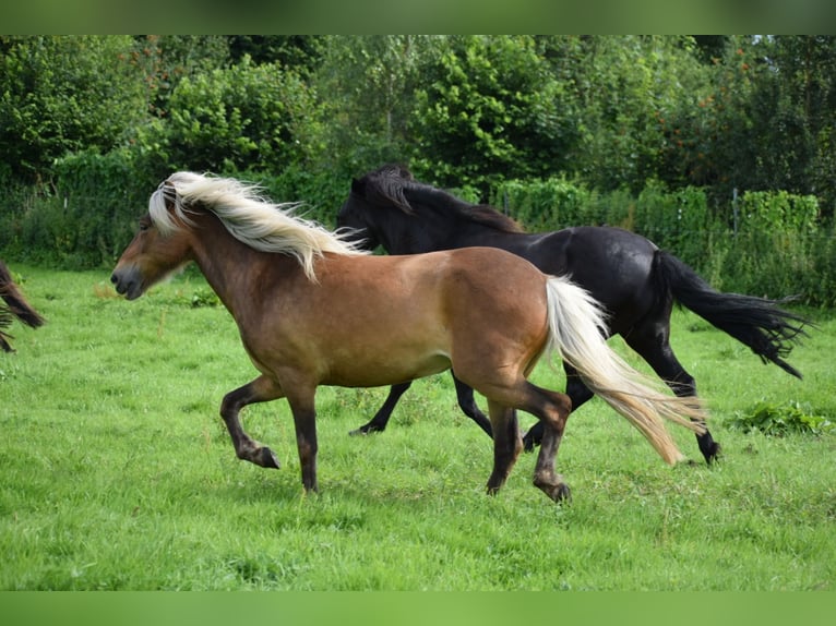 Icelandic Horse Mare 2 years 13,2 hh Chestnut-Red in Blunk