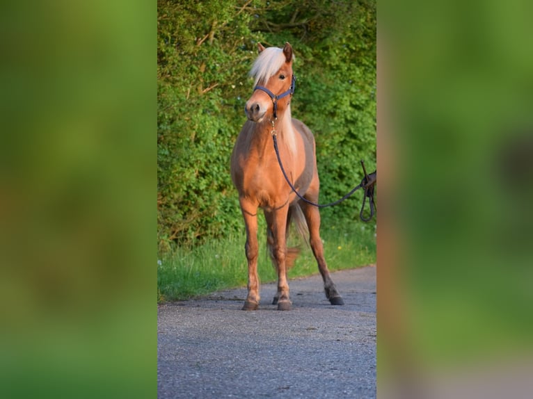 Icelandic Horse Mare 2 years 13,2 hh Chestnut-Red in Blunk