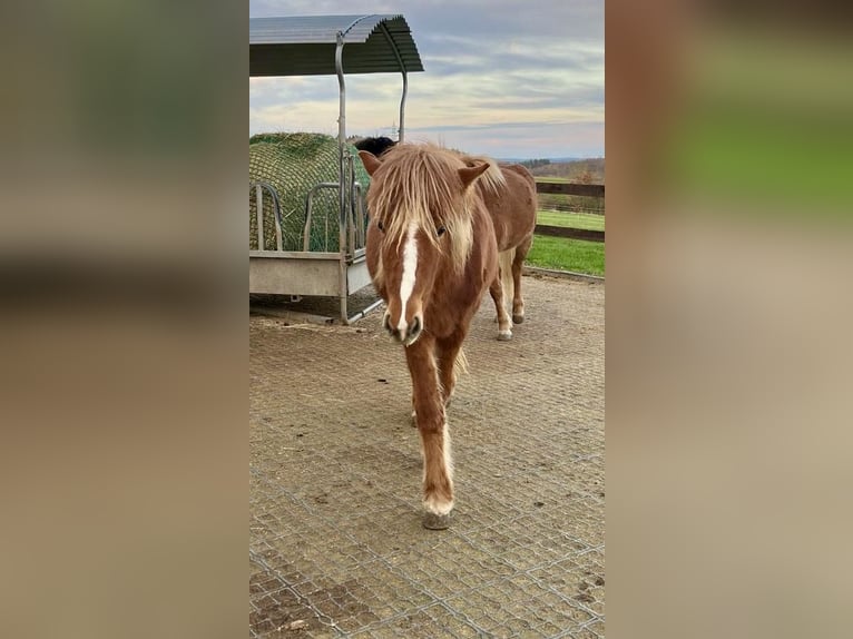 Icelandic Horse Mare 2 years 13,2 hh Chestnut-Red in Wertheim-Sachsenhausen