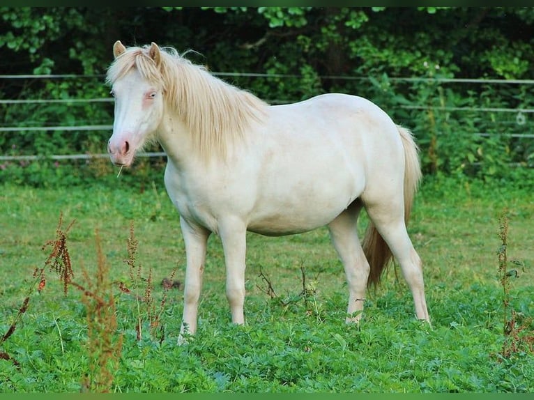 Icelandic Horse Mare 2 years 13,2 hh Cremello in Saarland