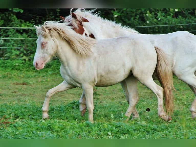 Icelandic Horse Mare 2 years 13,2 hh Cremello in Saarland