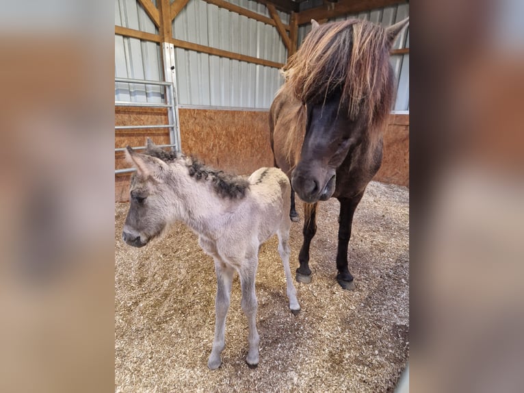 Icelandic Horse Mare 2 years 13.2 hh Dun in Geldern