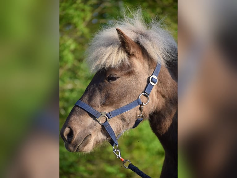 Icelandic Horse Mare 2 years 13,2 hh in Blunk