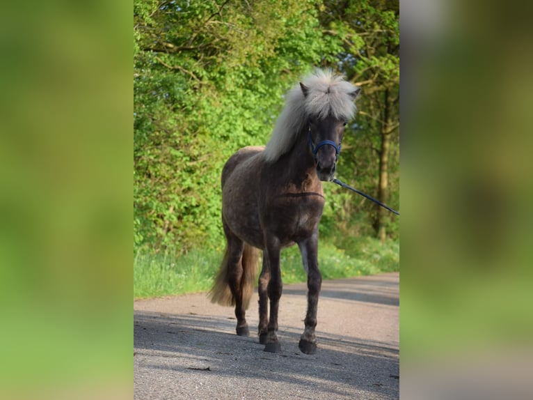 Icelandic Horse Mare 2 years 13,2 hh in Blunk