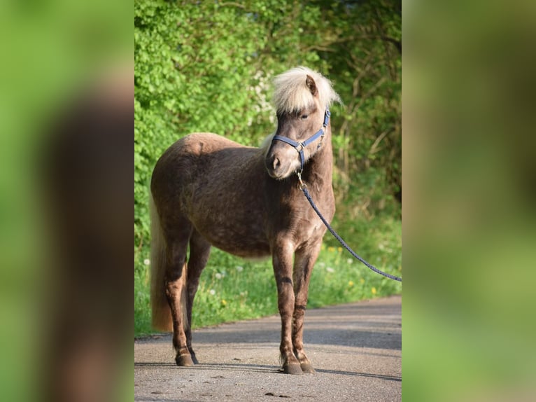 Icelandic Horse Mare 2 years 13,2 hh in Blunk